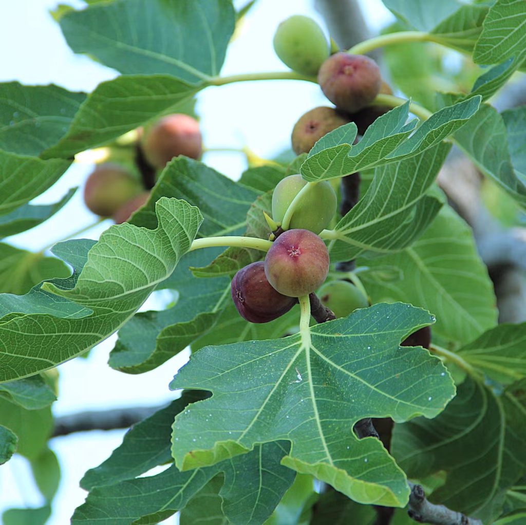 WE SHOULD ALWAYS BEAR THE FRUIT OF THE SPIRIT